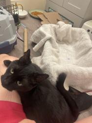 Found/Stray Female Cat last seen Sheridan and 10th, Lakewood, CO 80214