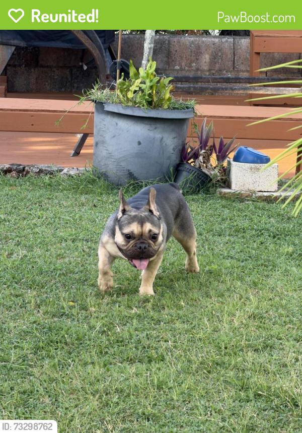 Reunited Female Dog last seen Sierra Drive, Honolulu, HI 96816