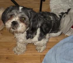 Reunited Male Dog last seen Edith & Los Ranchos, North Valley, NM 87113