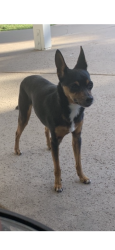 Lost Male Dog last seen Dickens and valley vista, Los Angeles, CA 91604