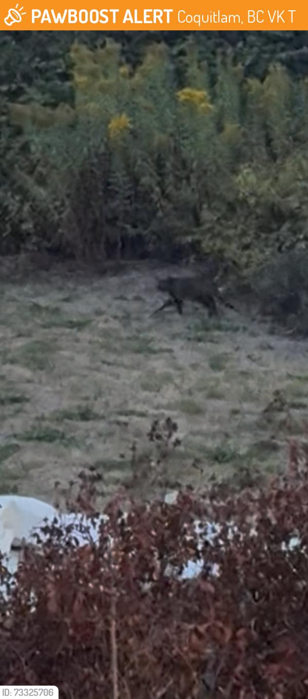 Found/Stray Unknown Cat last seen Ikea receiving bay, Coquitlam, BC V3K 3T5