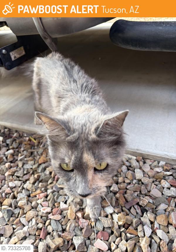 Found/Stray Unknown Cat last seen Broadway Camino seco, Tucson, AZ 85710