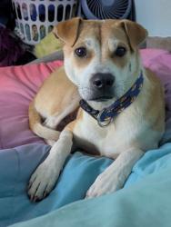 Reunited Male Dog last seen Chilhowee School Rd and Old Sevierville Pk, Seymour, TN 37865