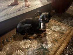 Reunited Male Dog last seen W267 Center St, Krakow, WI 54137, USA, Krakow, WI 54137