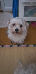 Reunited Male Dog last seen Forest Glen Rd and Belvedere Pl, Silver Spring, MD 20910