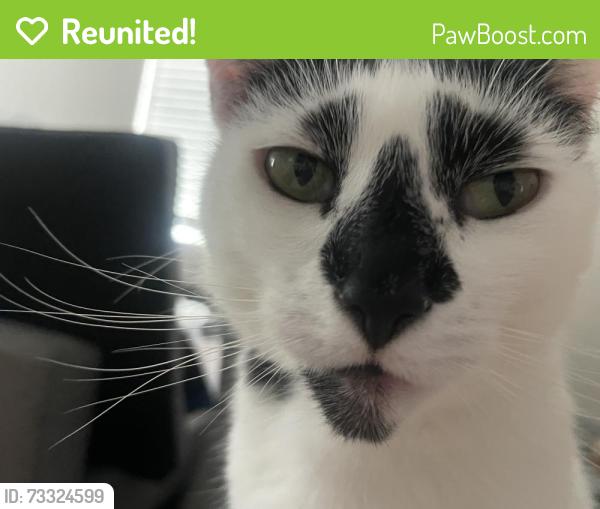 Reunited Female Cat last seen 242, Newton, PCH (Near U-Haul), Torrance, CA 90505