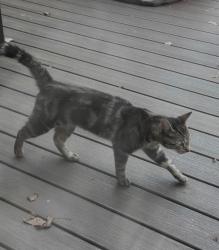Reunited Male Cat last seen West Avondale rd towards east Avondale, West Grove, PA 19390