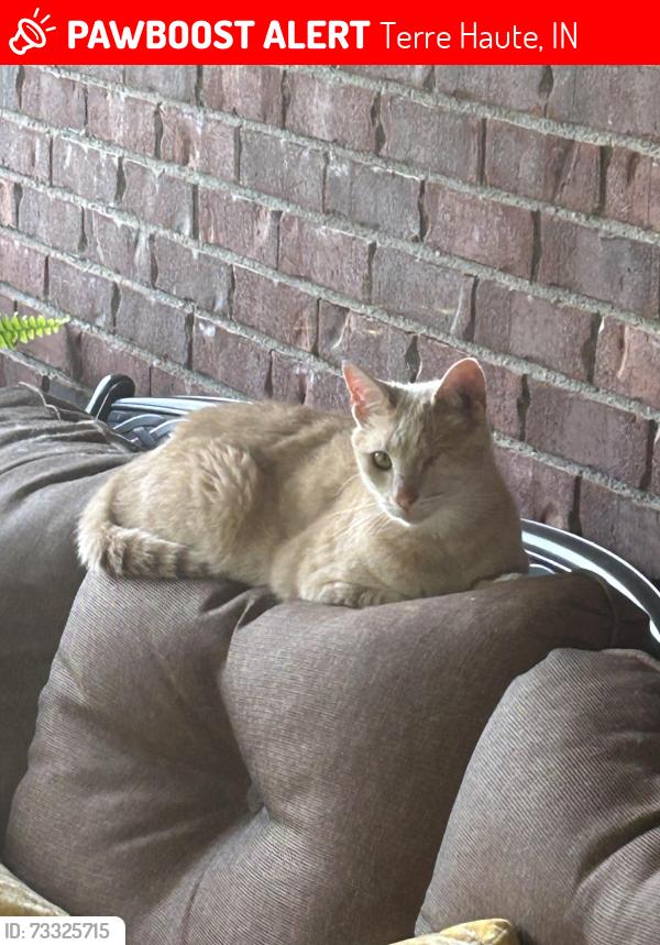 Lost Male Cat last seen Idle Creek, Terre Haute, IN 47802