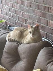 Lost Male Cat last seen Idle Creek, Terre Haute, IN 47802