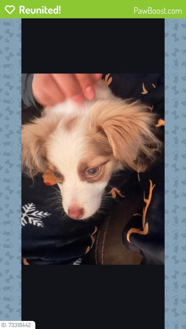 Reunited Male Dog last seen Near village row, San Antonio, TX 78218