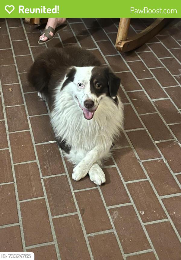 Reunited Male Dog last seen Near Palmetto Station building, Palmetto Bay, FL 33157