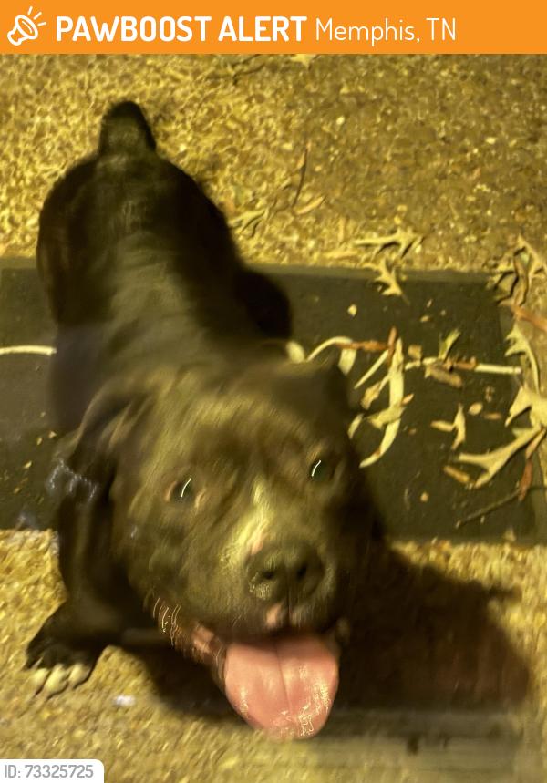 Found/Stray Male Dog last seen Raines, Memphis, TN 38141