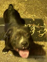 Found/Stray Male Dog last seen Raines, Memphis, TN 38141