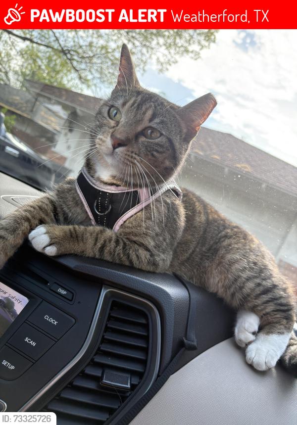 Lost Female Cat last seen mineral wells state park, Weatherford, TX 76086
