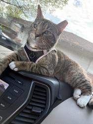 Lost Female Cat last seen mineral wells state park, Weatherford, TX 76086
