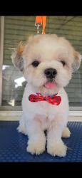 Reunited Male Dog last seen Fall River Dr and Dallas, Modesto, CA 95351