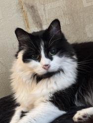 Reunited Male Cat last seen Came home, Greenacres, England 