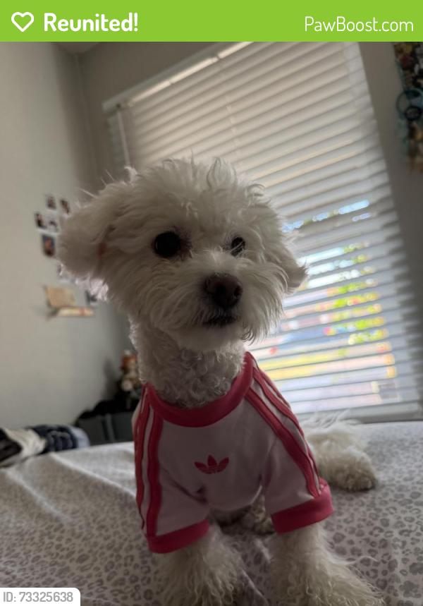 Reunited Female Dog last seen Stewart and page, Las Vegas, NV 89110