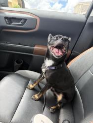 Reunited Male Dog last seen Ekker Rd & Symmes Rd, Gibsonton, FL 33534