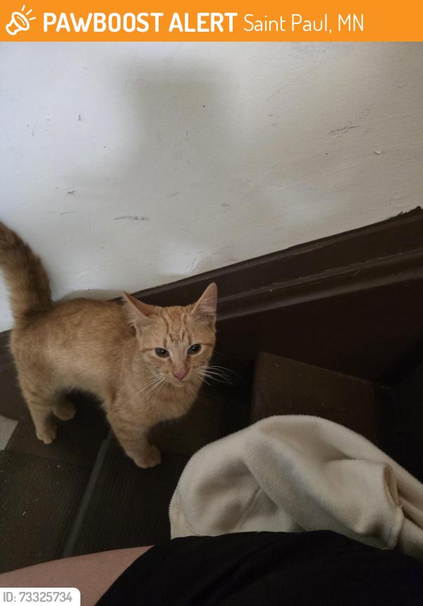 Found/Stray Male Cat last seen Sims and Greenbrier, Saint Paul, MN 55106