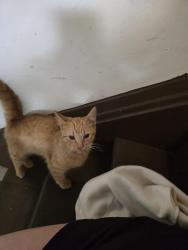 Found/Stray Male Cat last seen Sims and Greenbrier, Saint Paul, MN 55106