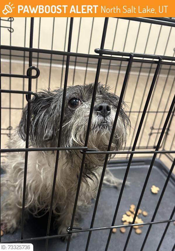 Found/Stray Female Dog last seen Near N between Amberly and Edinburgh in Foxboro Neighborhood, North Salt Lake, UT 84054
