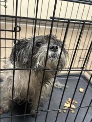 Found/Stray Female Dog last seen Near N between Amberly and Edinburgh in Foxboro Neighborhood, North Salt Lake, UT 84054