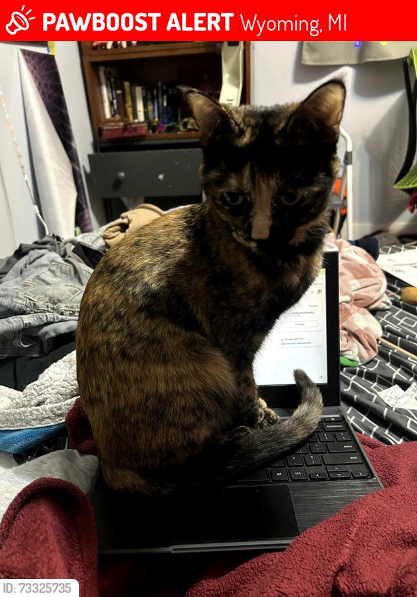 Lost Female Cat last seen 36th and Burlingame, Wyoming, MI 49519