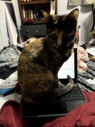 Lost Female Cat last seen 36th and Burlingame, Wyoming, MI 49519
