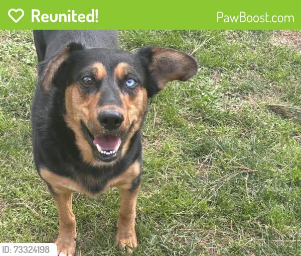 Reunited Male Dog last seen Near Colonades Way #214C, Cary, NC 27518, Cary, NC 27518