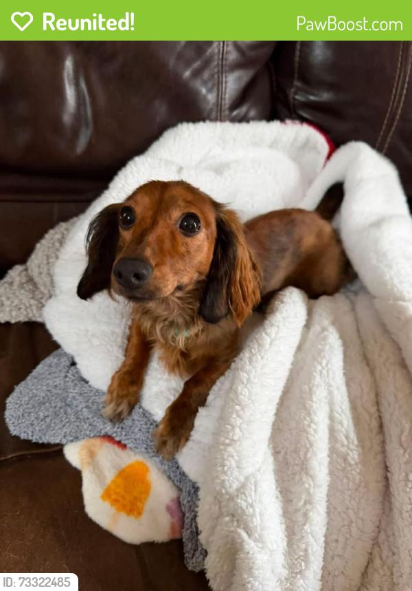 Reunited Female Dog last seen 4th ave s, United Lutheran church, phoenix elementary, Grand Forks, ND 58201