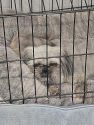 Found/Stray Unknown Dog last seen Near, Sansom Park, TX 76135
