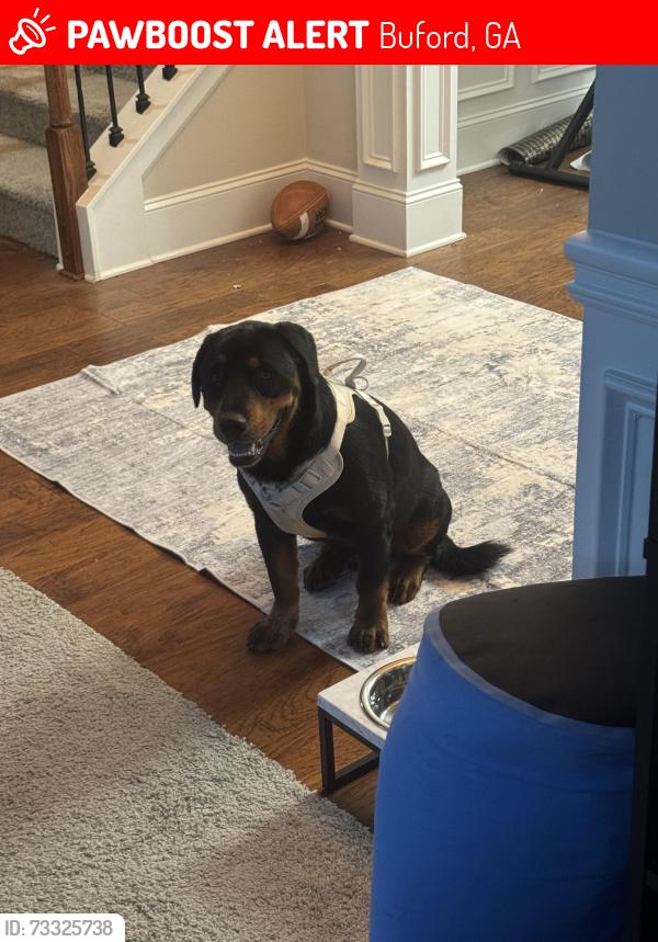 Lost Male Dog last seen Twin Bridges Neighborhood, Buford, GA 30518