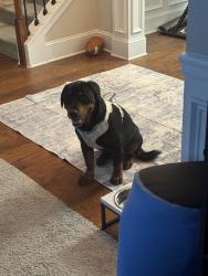 Lost Male Dog last seen Twin Bridges Neighborhood, Buford, GA 30518