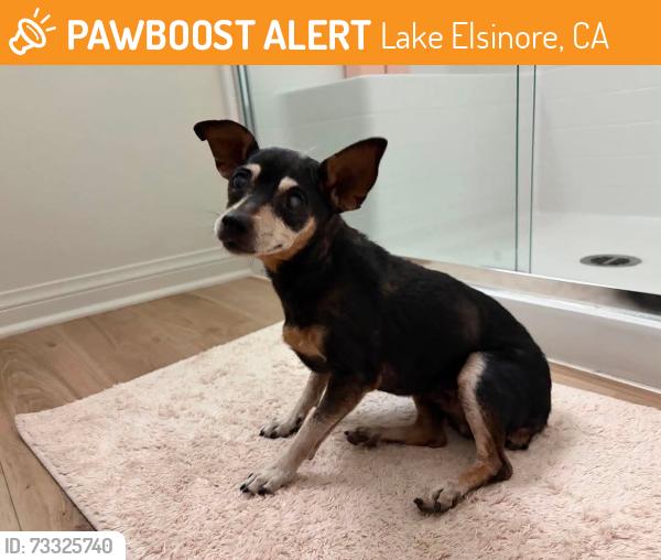 Found/Stray Female Dog last seen Near Cottrell Blvd, Lake Elsinore, CA 92530, Lake Elsinore, CA 92530
