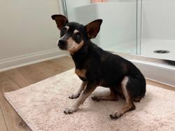 Found/Stray Female Dog last seen Near Cottrell Blvd, Lake Elsinore, CA 92530, Lake Elsinore, CA 92530