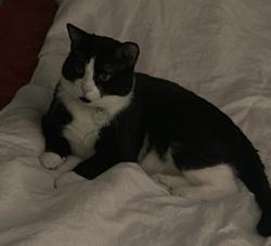 Lost Male Cat last seen 62st, Edmonton, AB T5W 4C3