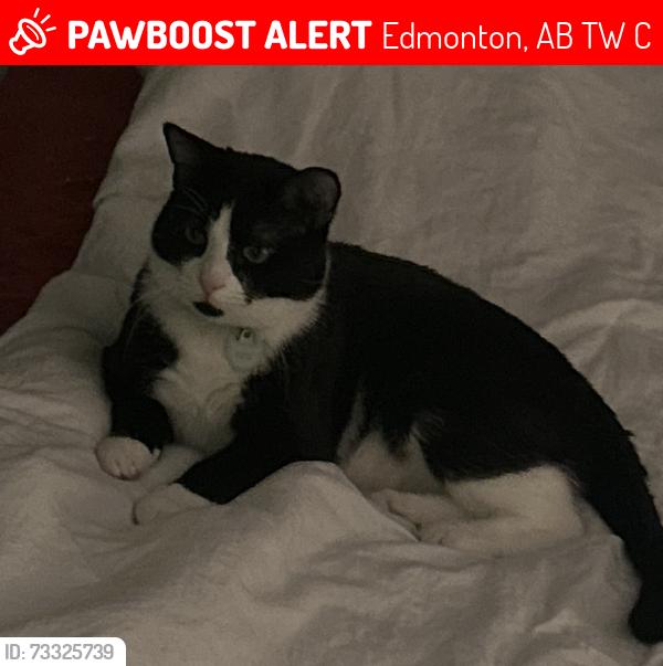 Lost Male Cat last seen 62st, Edmonton, AB T5W 4C3