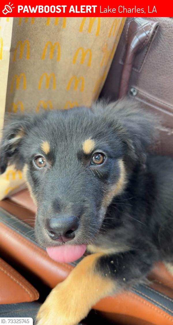 Lost Male Dog last seen Lilly lane, Lake Charles, LA 70607