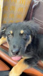 Lost Male Dog last seen Lilly lane, Lake Charles, LA 70607