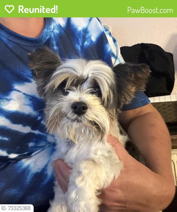 Reunited Male Dog last seen Portola, Stockton, CA 95202