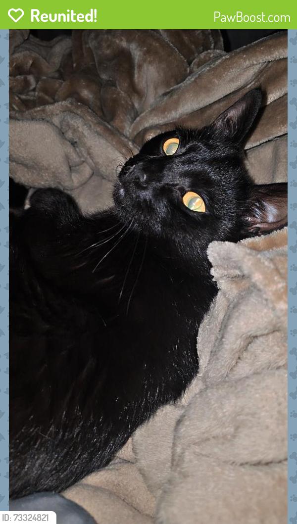 Reunited Male Cat last seen Near Willow Ln, Marietta, GA 30066, USA, Marietta, GA 30066