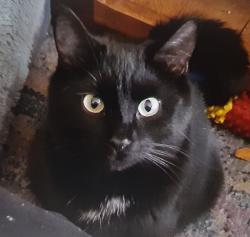 Lost Male Cat last seen 111th and 59, Naperville, IL 60564