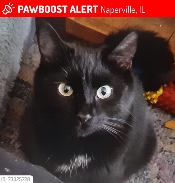 Lost Male Cat last seen 111th and 59, Naperville, IL 60564
