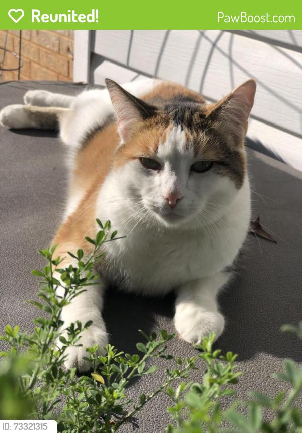 Reunited Female Cat last seen Valez Dr & Luke, Carrollton, TX 75007