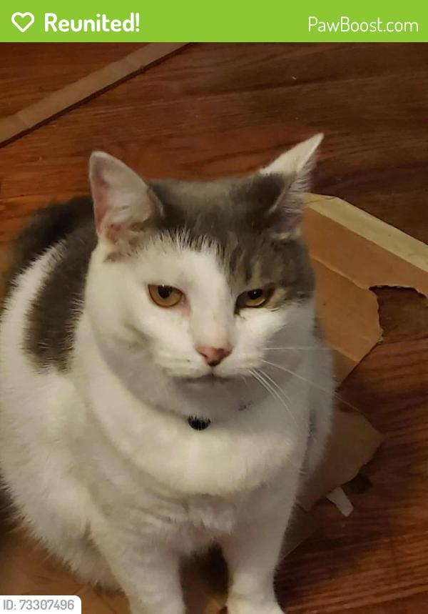 Reunited Female Cat last seen Near the cross street of irma and bancroft, Youngstown, OH 44514
