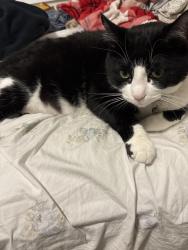 Lost Male Cat last seen Near Lonsdale Rd, Haldimand, ON 