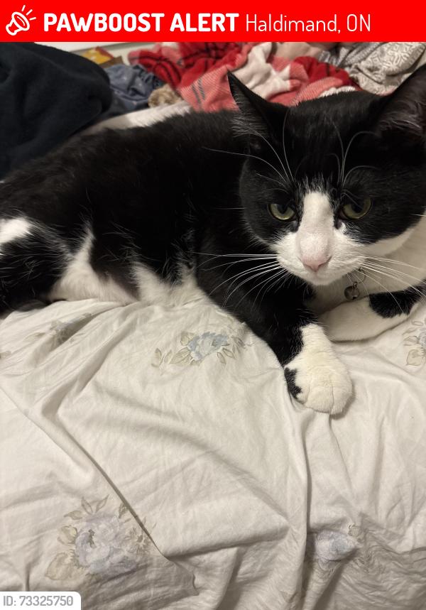 Lost Male Cat last seen Near Lonsdale Rd, Haldimand, ON 