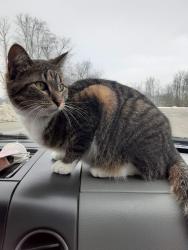 Lost Female Cat last seen Crawford and south mission, Shepherd, MI 48883