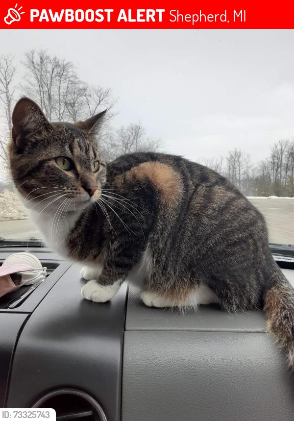 Lost Female Cat last seen Crawford and south mission, Shepherd, MI 48883